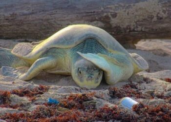 temporada de tortuga lora en Tamaulipas