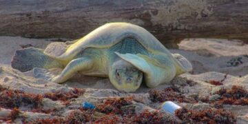 temporada de tortuga lora en Tamaulipas