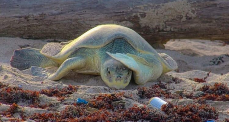 temporada de tortuga lora en Tamaulipas