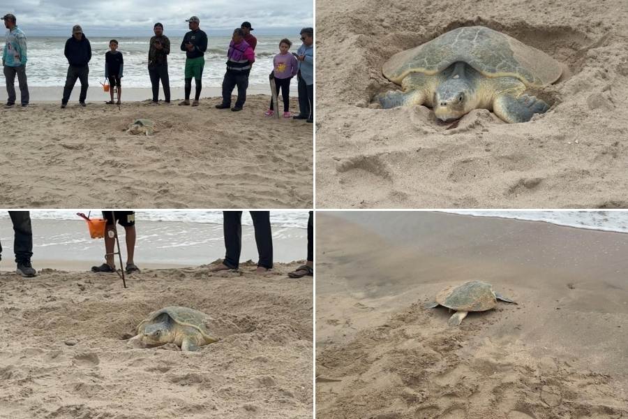 tortuga lora playa Aldama