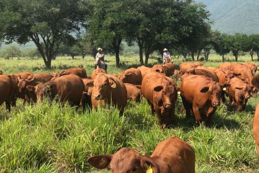 Fortalecen medidas sanitarias contra riesgos para el ganado en Tamaulipas