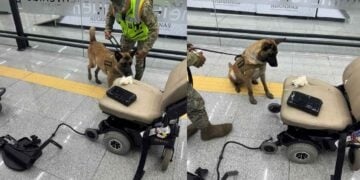 Marina asegura droga escondida en silla de ruedas en el AICM de Ciudad de México