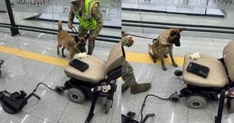 Marina asegura droga escondida en silla de ruedas en el AICM de Ciudad de México