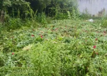 Operativo asegura plantío de amapola y marihuana en la Sierra de Puebla