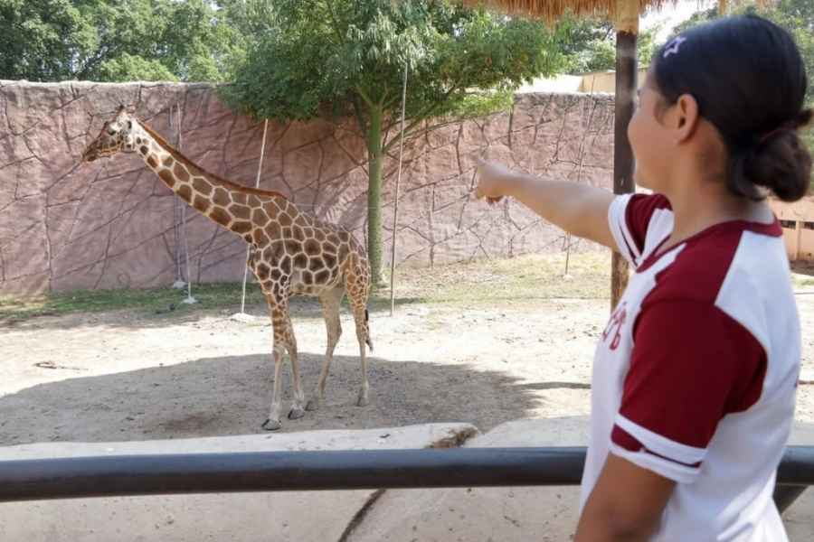 Zoológico de Tamatán en Tamaulipas enviará especies excedentes al safari “El Tinieblo”