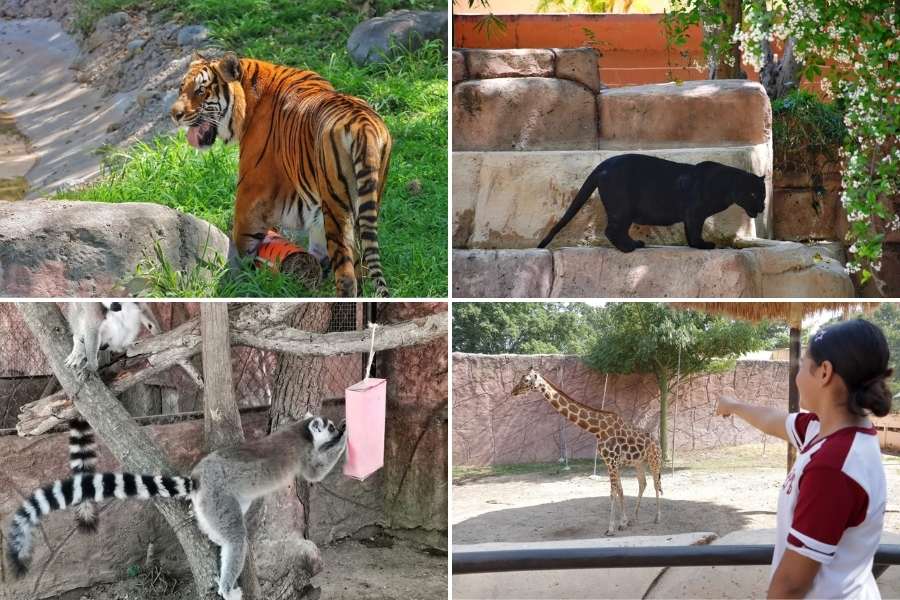 animales calor Zoológico Tamatán