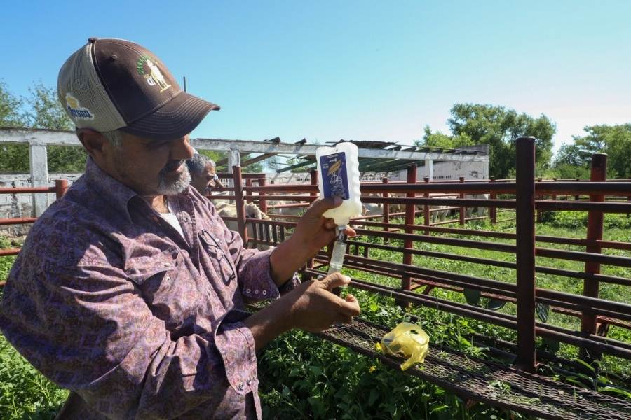 apoyos de sanidad animal Nuevo Laredo