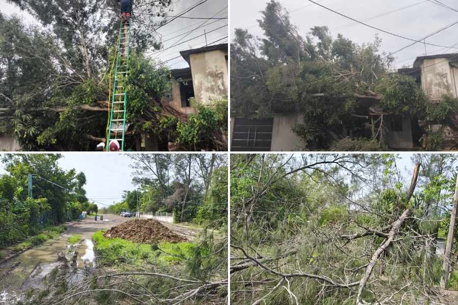 caída de árboles en Altamira