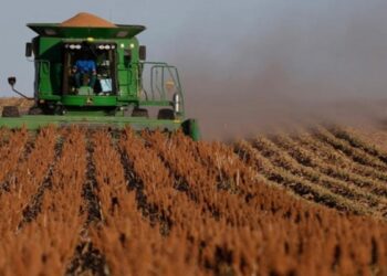 cosecha de sorgo en Tamaulipas 2026