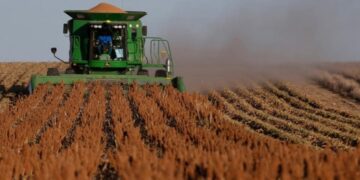 cosecha de sorgo en Tamaulipas 2026