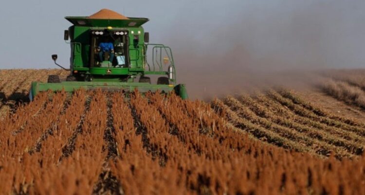 cosecha de sorgo en Tamaulipas 2026