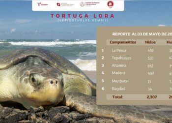 huevos tortuga lora Tamaulipas