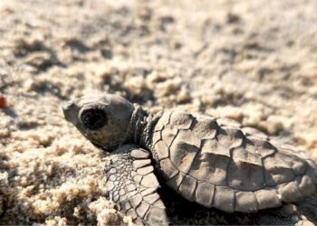 liberación de tortuga lora en Tamaulipas