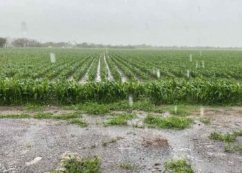 lluvias campo del norte de Tamaulipas