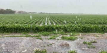 lluvias campo del norte de Tamaulipas
