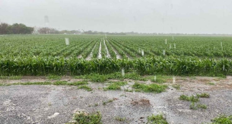 lluvias campo del norte de Tamaulipas