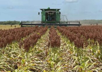 lluvias cosecha de sorgo en Matamoros