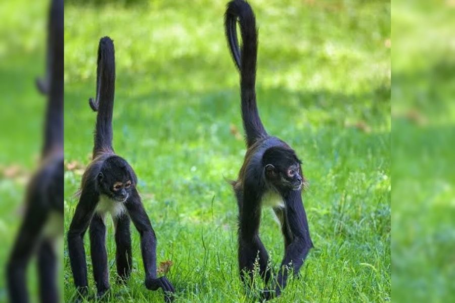 mono araña Zoológico Tamatán