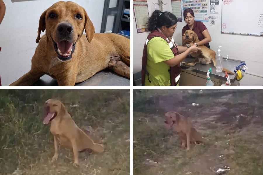 _perrito herido en Altamira (1)