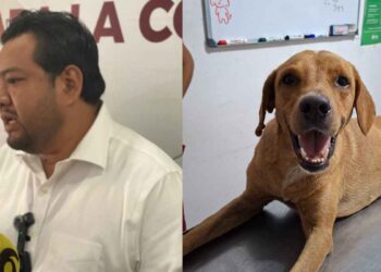 _perrito herido en Altamira