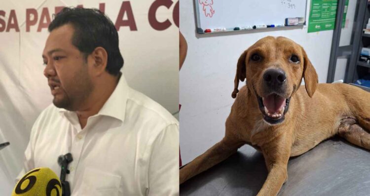 _perrito herido en Altamira
