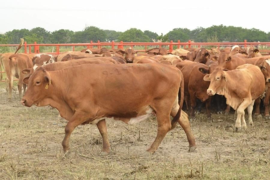 sector ganadero en Matamoros