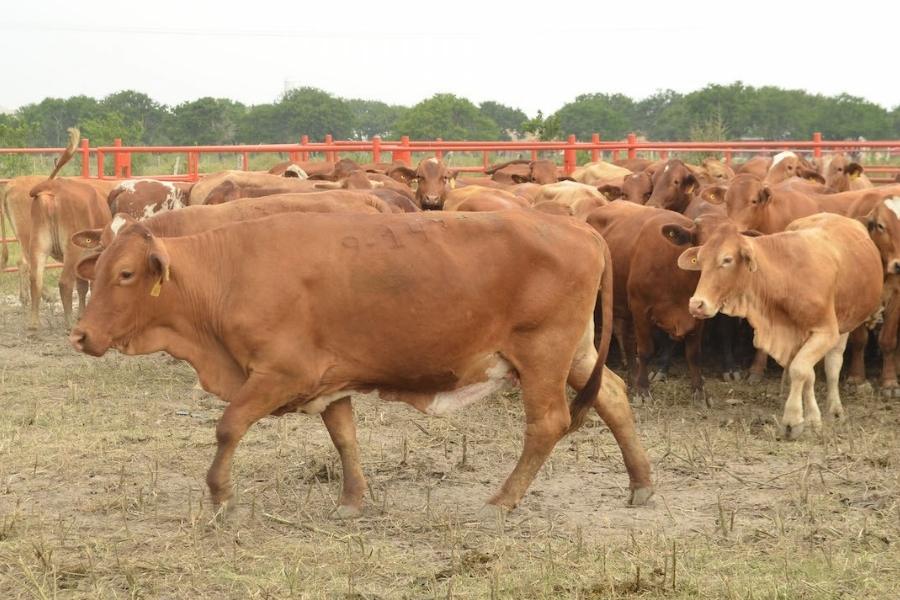 subasta ganadera en Reynosa