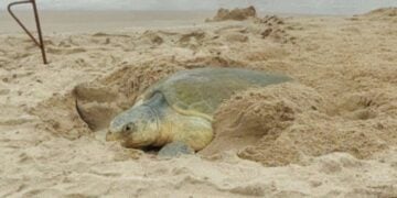 tortuga lora en Tamaulipas 2026