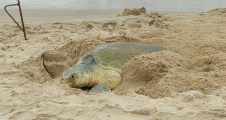 tortuga lora en Tamaulipas 2026