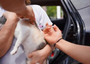 vacunación desparasitación mascotas Nuevo Laredo