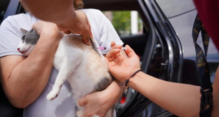 vacunación desparasitación mascotas Nuevo Laredo