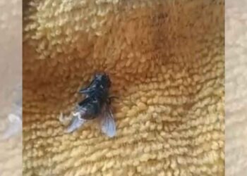 Alertan por presencia de gusano barrenador en Montemorelos, Nuevo León