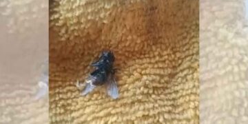 Alertan por presencia de gusano barrenador en Montemorelos, Nuevo León