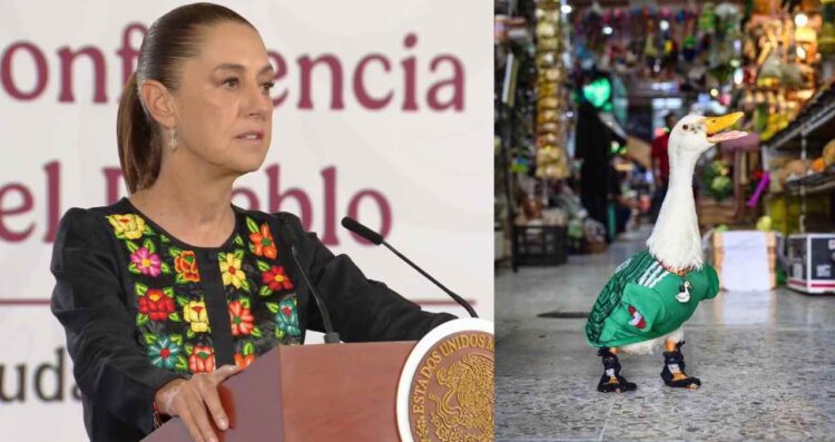 Claudia Sheinbaum invita al Pato 'Merlín' a la “mañanera” tras volverse viral durante el Mundial 2026