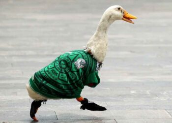 “Pato Merlín” IMPI