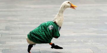 “Pato Merlín” IMPI
