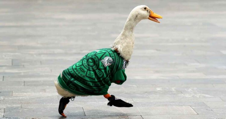 “Pato Merlín” IMPI
