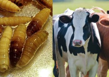USDA México gusano barrenador