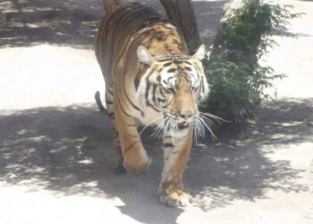 Escapa tigre de resguardo de Semarnat en Tepetlaoxtoc, Estado de México