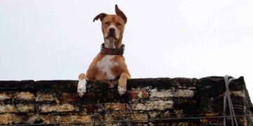 Exhortan a extremar precauciones en mascotas por ola de calor en Tamaulipas