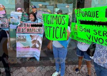 Exigen investigar desaparición de mapaches en Playa Miramar de Tamaulipas