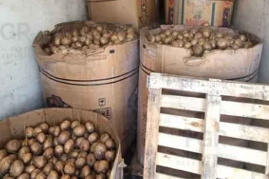 FGR asegura metanfetamina escondida entre un cargamento de jícamas en Durango