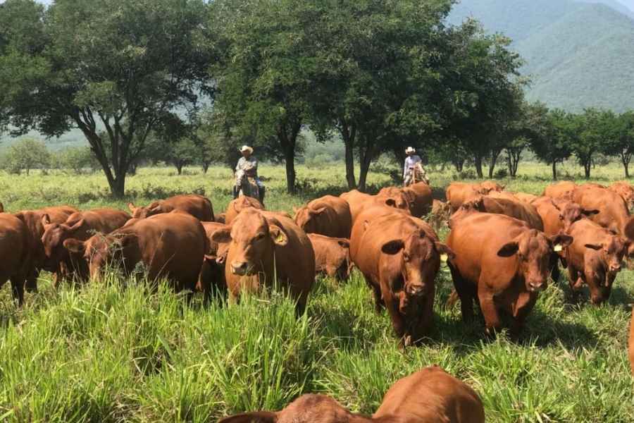 Investigan posible nuevo caso de gusano barrenador en San Fernando, Tamaulipas