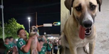 Joven localiza a su perrita a través de una transmisión en vivo tras estar perdida por 1 mes en Cd. Victoria, Tamaulipas
