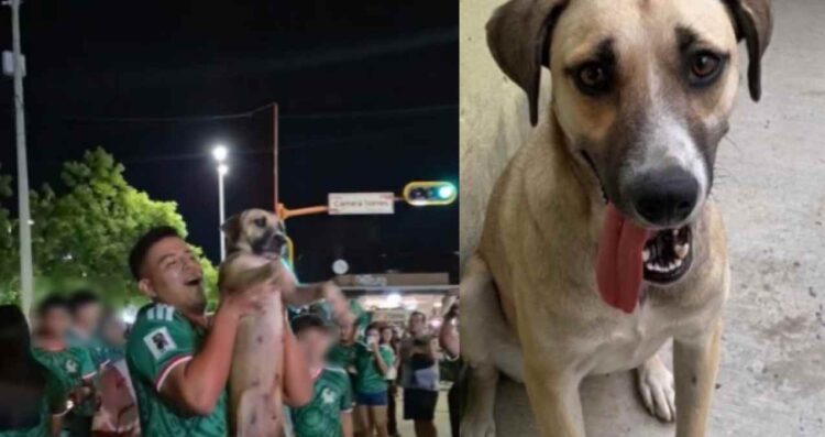 Joven localiza a su perrita a través de una transmisión en vivo tras estar perdida por 1 mes en Cd. Victoria, Tamaulipas