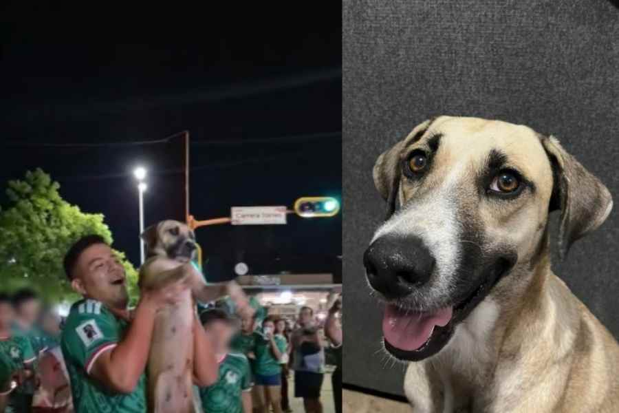 Joven localiza a su perrita mediante un video en redes tras estar perdida por 1 mes en Cd. Victoria, Tamaulipas