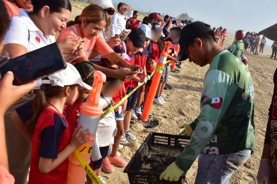 Liberan crías de tortuga lora niñas y niños de Güémez