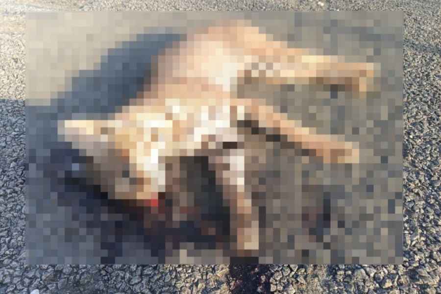 Lince rojo muere atropellado en carretera de Altamira, Tamaulipas 