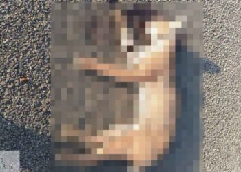 Lince rojo muere atropellado en carretera de Altamira, Tamaulipas