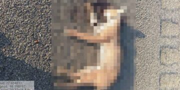 Lince rojo muere atropellado en carretera de Altamira, Tamaulipas